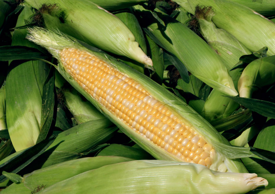 yl8cc永利集团(中国区)官方网站-Ultra Platform