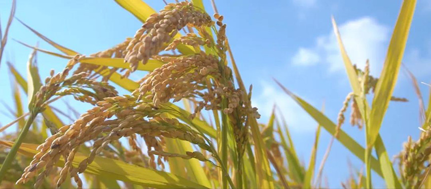 yl8cc永利集团(中国区)官方网站-Ultra Platform